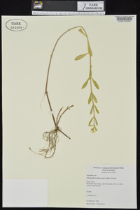 Alternanthera philoxeroides image