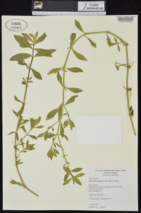 Alternanthera philoxeroides image