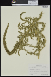 Amaranthus palmeri image