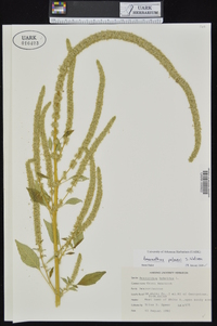 Amaranthus palmeri image