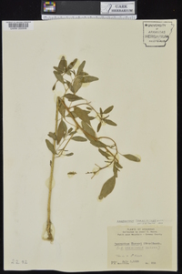 Amaranthus tuberculatus image