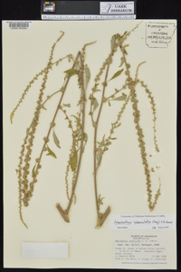 Amaranthus tuberculatus image