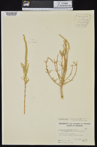 Amaranthus tuberculatus image