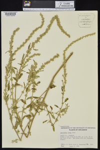 Amaranthus tuberculatus image