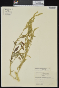 Amaranthus tuberculatus image