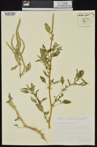 Amaranthus spinosus image