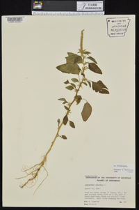 Amaranthus spinosus image