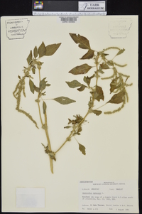 Amaranthus spinosus image