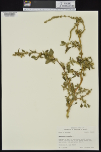 Amaranthus spinosus image