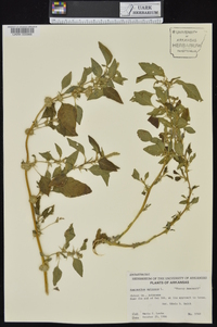 Amaranthus spinosus image