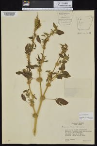 Amaranthus spinosus image