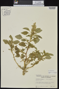 Amaranthus spinosus image