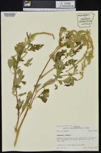 Amaranthus spinosus image