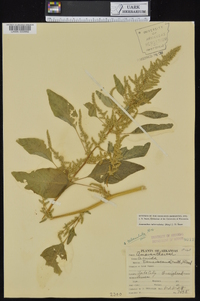 Amaranthus tuberculatus image