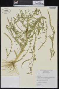 Amaranthus tuberculatus image