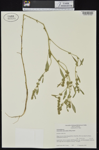 Amaranthus tuberculatus image