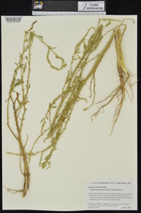 Amaranthus tuberculatus image