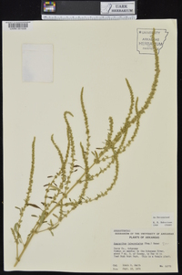 Amaranthus tuberculatus image