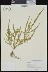 Amaranthus tuberculatus image