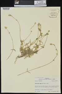 Froelichia gracilis image