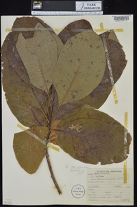 Cotinus obovatus image