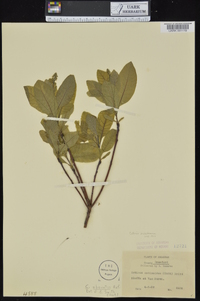 Cotinus obovatus image