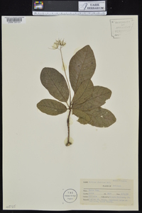 Cotinus obovatus image