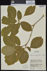 Cotinus obovatus image