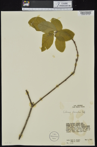 Cotinus obovatus image