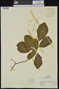 Cotinus obovatus image