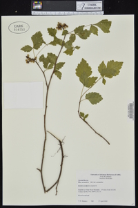 Rhus aromatica var. aromatica image