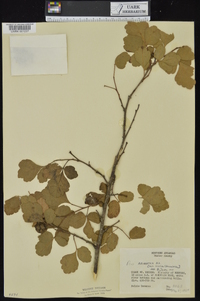 Rhus aromatica var. serotina image