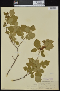 Rhus aromatica var. serotina image