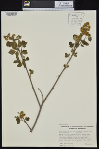 Rhus aromatica var. serotina image