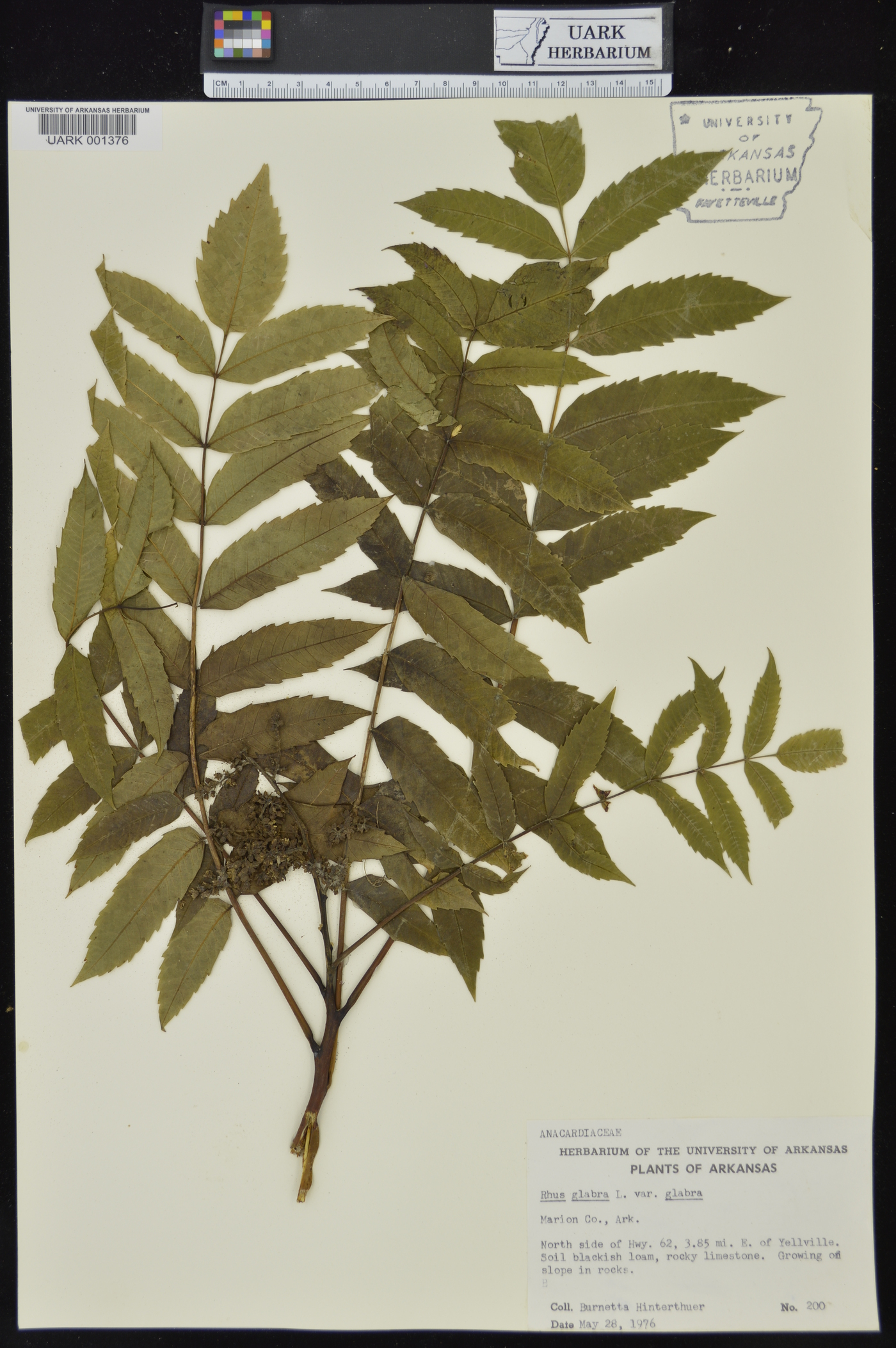 Rhus glabra var. glabra image