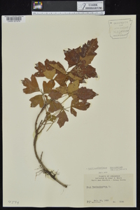 Toxicodendron pubescens image