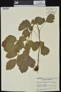 Toxicodendron pubescens image