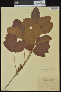 Toxicodendron pubescens image