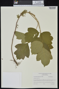 Toxicodendron pubescens image