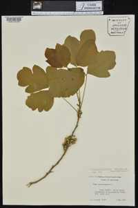 Toxicodendron pubescens image