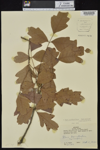 Toxicodendron pubescens image