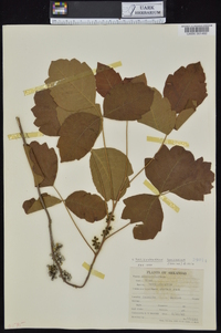 Toxicodendron pubescens image