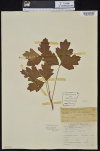 Toxicodendron pubescens image