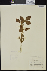 Toxicodendron pubescens image