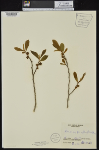 Asimina parviflora image