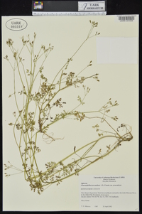 Chaerophyllum procumbens image