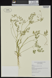 Chaerophyllum procumbens image