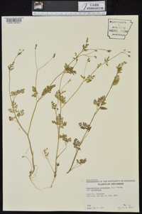 Chaerophyllum procumbens image