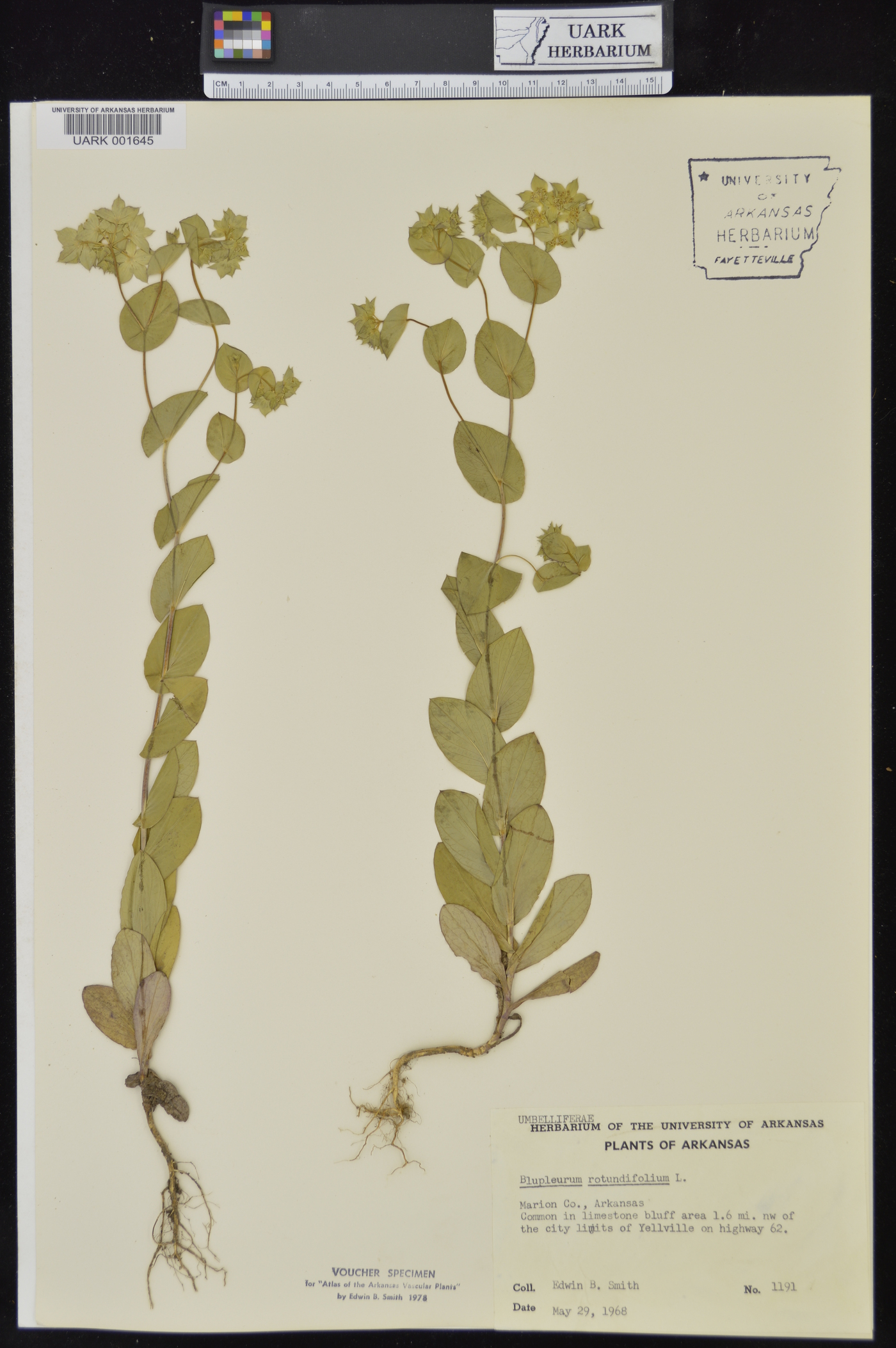 Bupleurum rotundifolium image