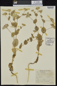 Bupleurum rotundifolium image